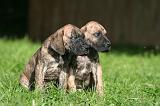 DOGUE ALLEMAND 800